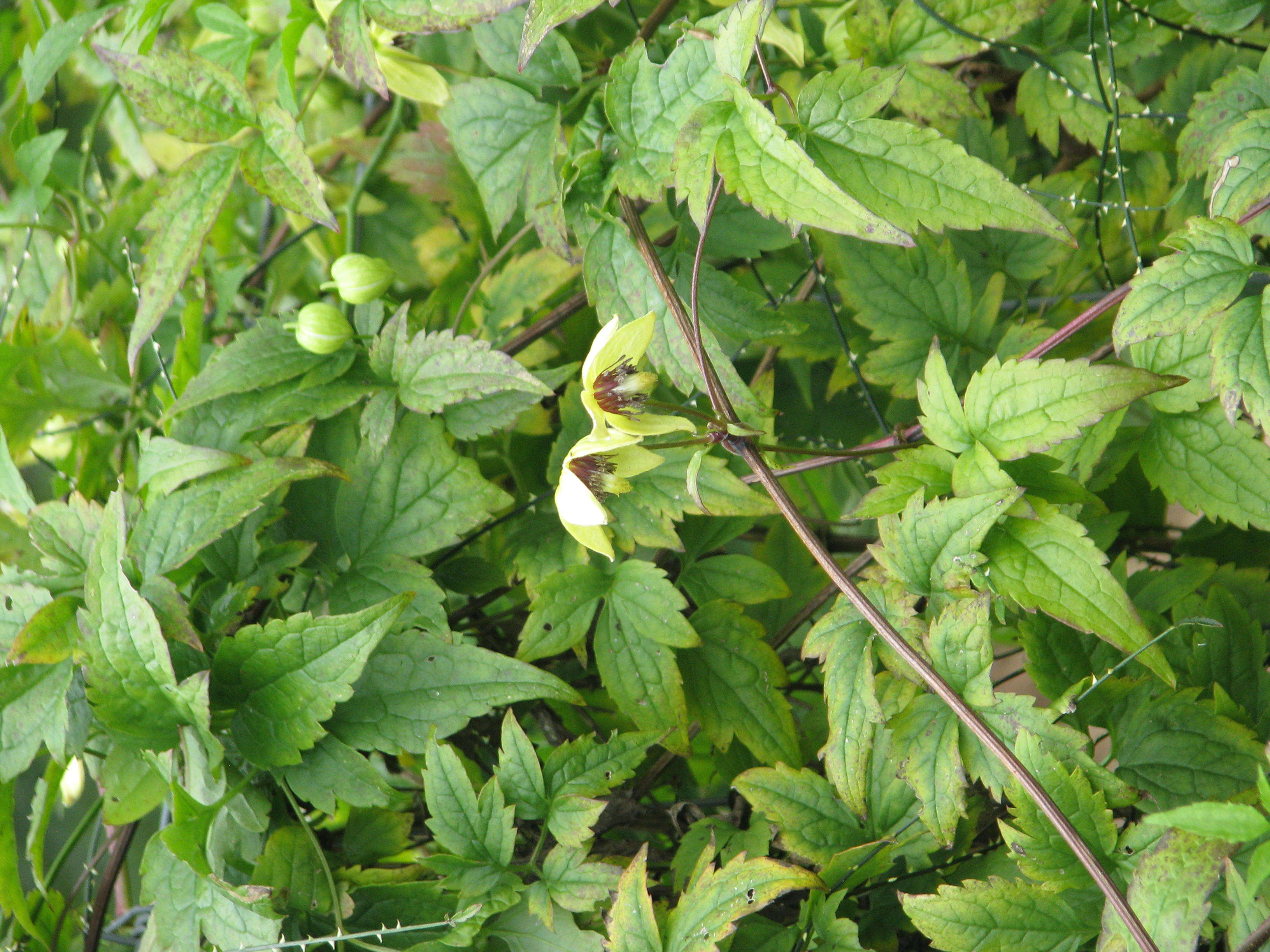 Image of hermitgold clematis