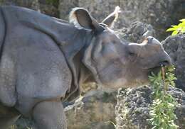 Image of Indian Rhinoceros