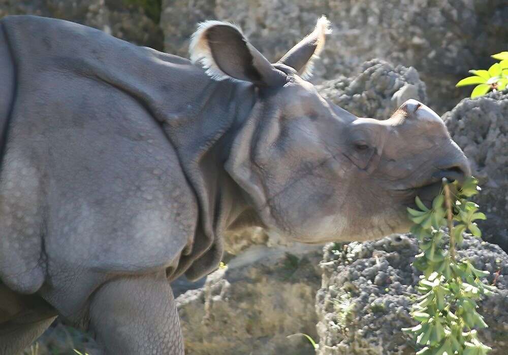 Image of Indian Rhinoceros