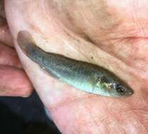 Image of Saltmarsh Topminnow