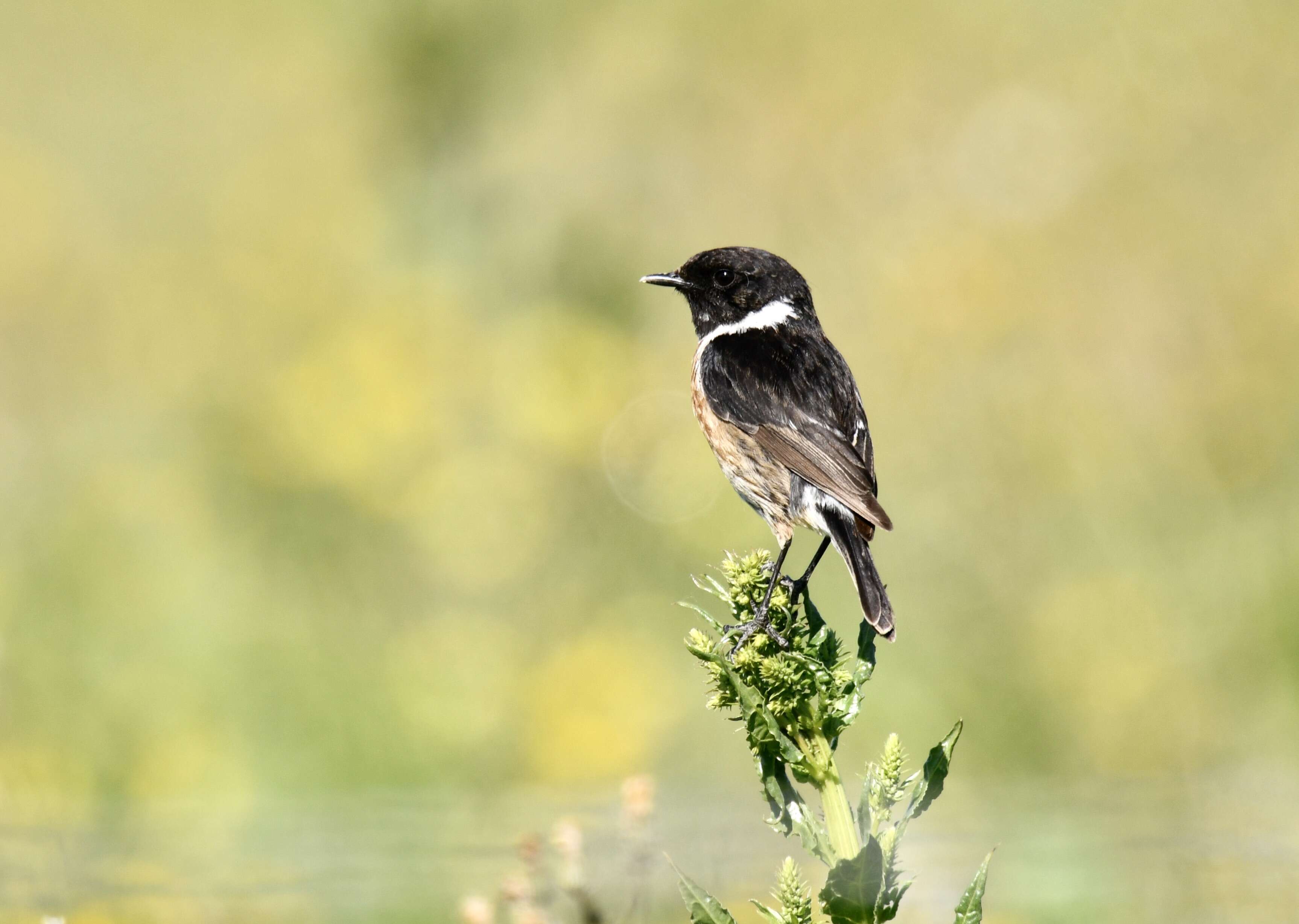 Image of African Stonechat