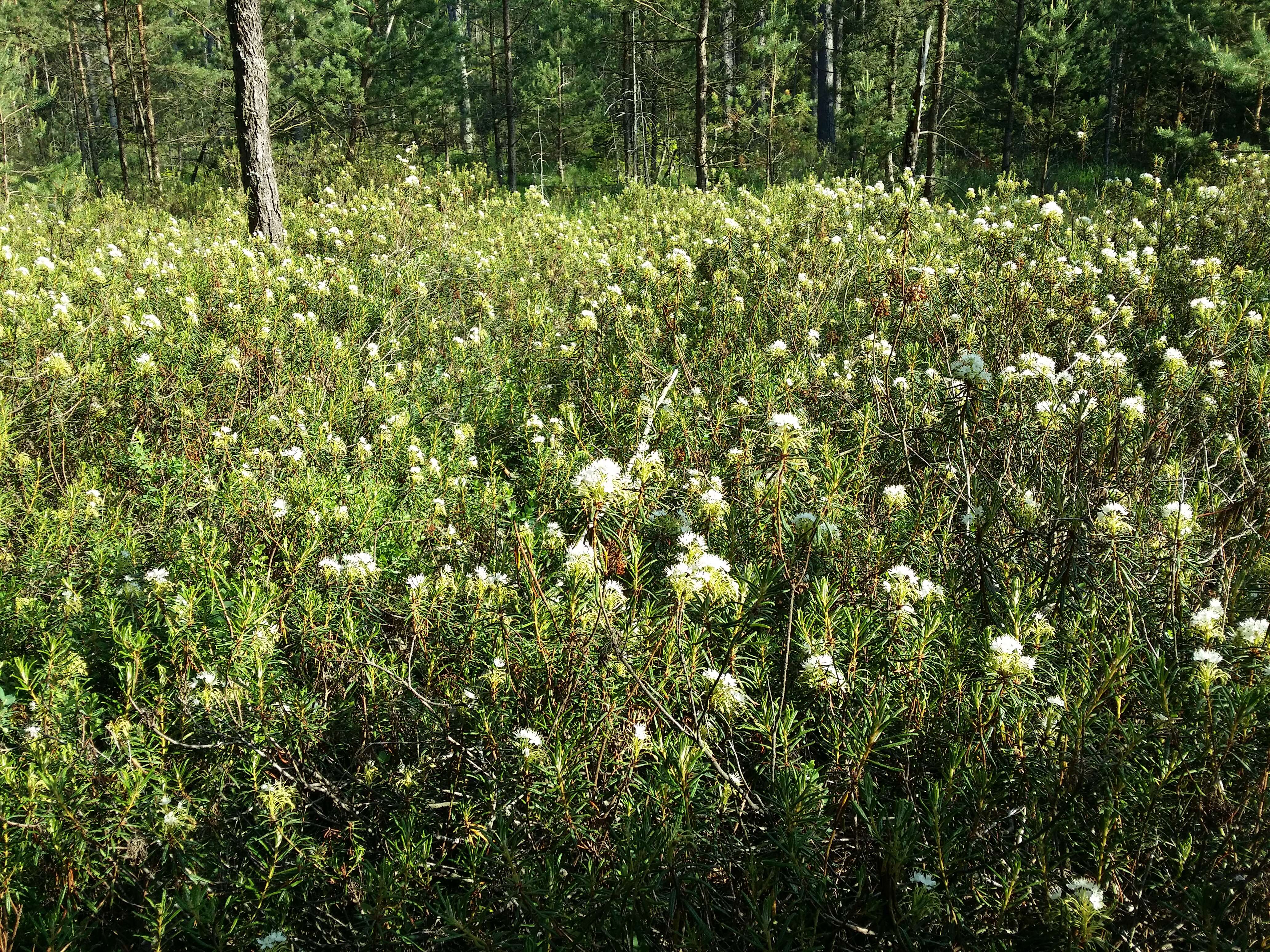 Imagem de Rhododendron tomentosum (Stokes) Harmaja