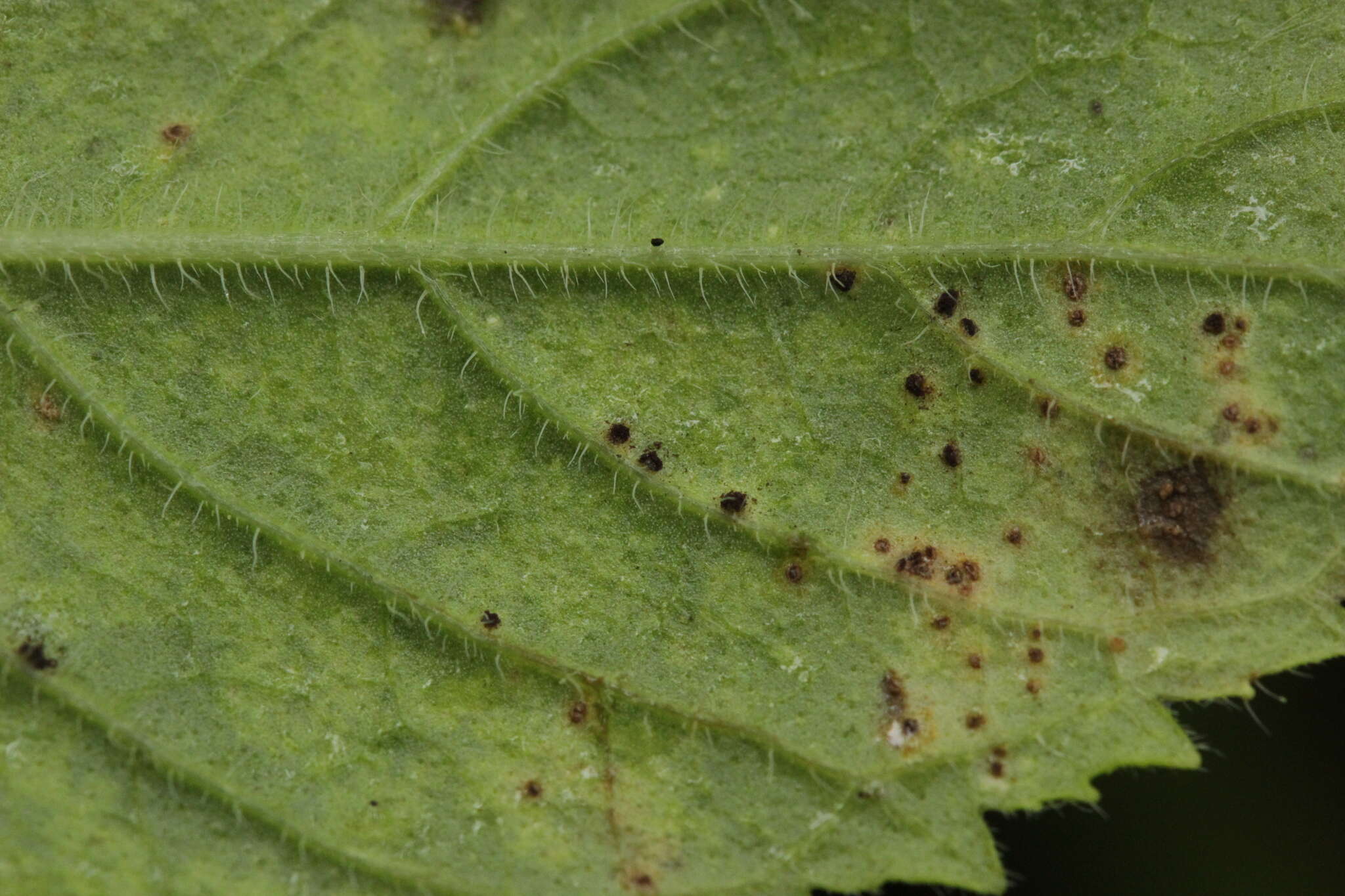 Image of Water Mint