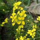 Image de Erysimum jugicola