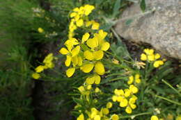 Image de Erysimum jugicola