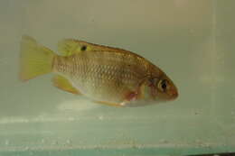 Image of Redbreast tilapia