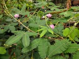 Image of Sensitive Plant