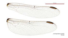 Image of Austrogomphus australis Selys 1854