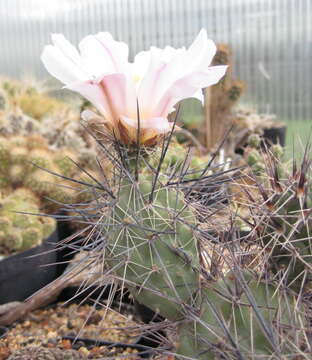 Image of Tephrocactus alexanderi (Britton & Rose) Backeb.