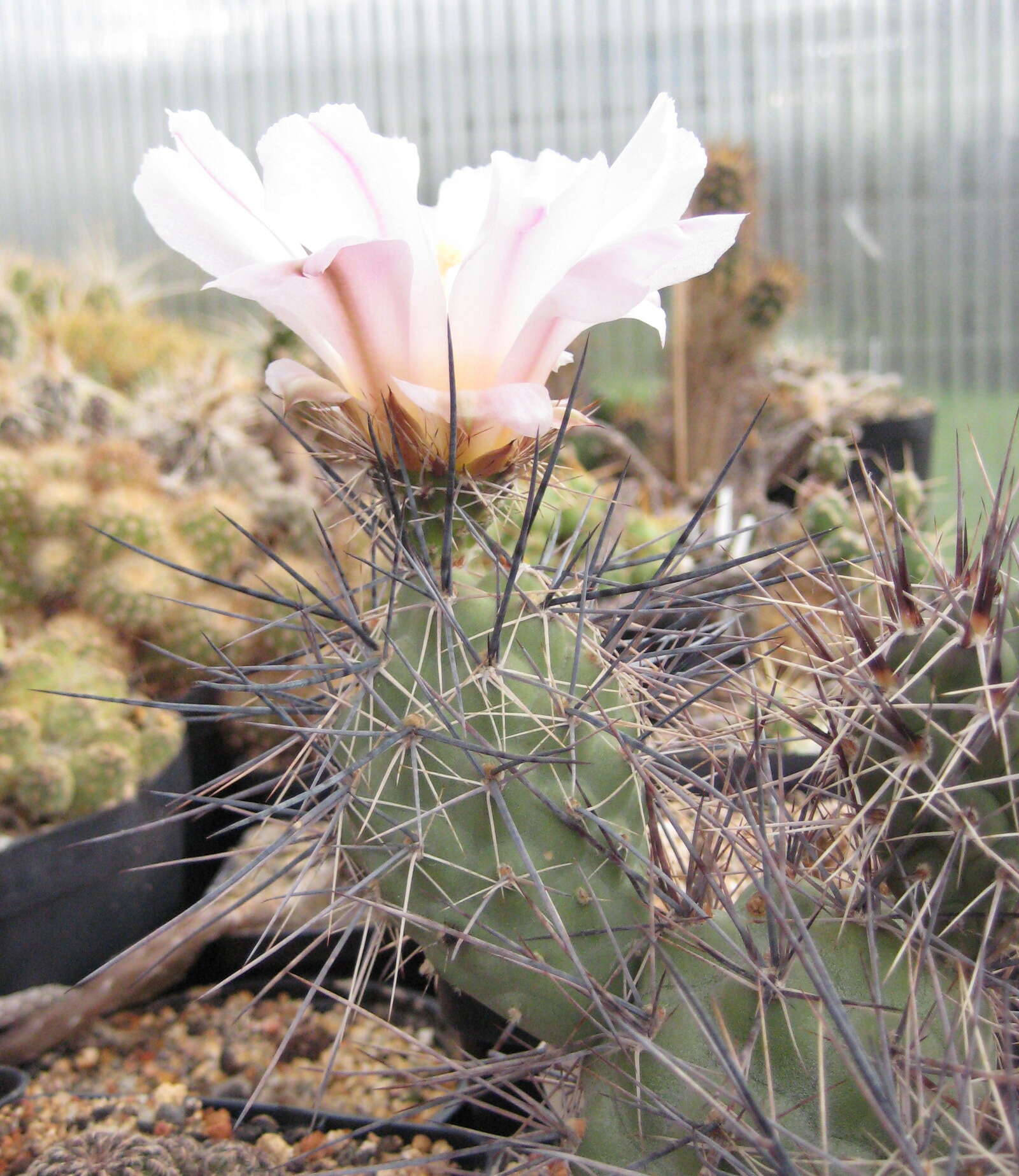 Imagem de Tephrocactus alexanderi (Britton & Rose) Backeb.