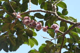 Image of Memecylon umbellatum Burm. fil.