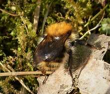 Image of Common carder bumblebee