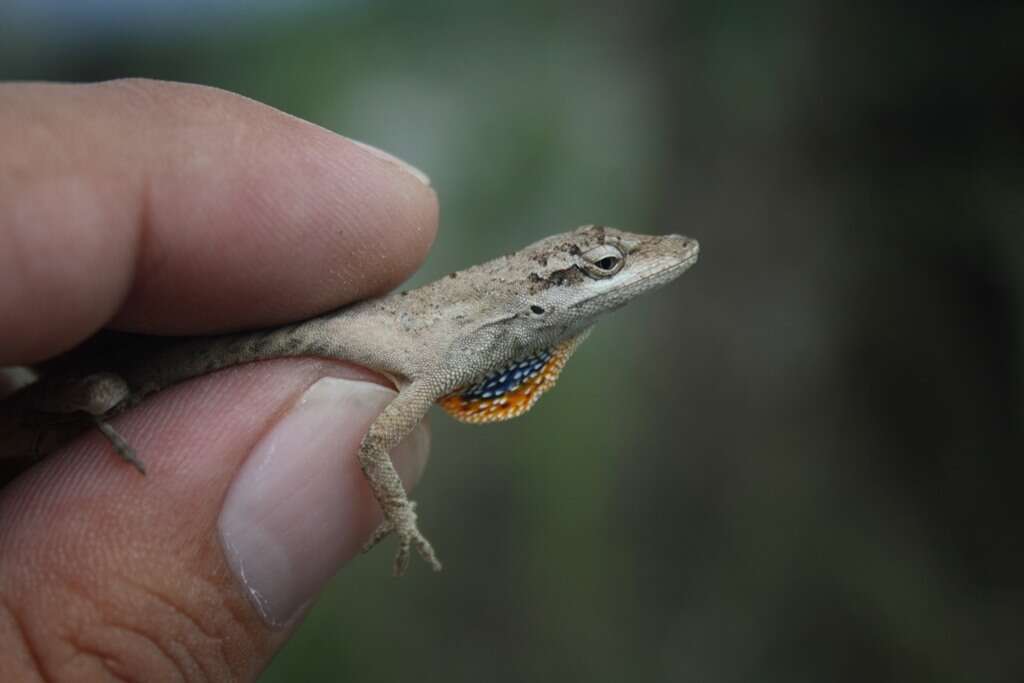 Image of Anolis sericeus Hallowell 1856