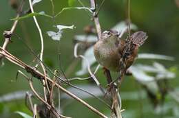 Image of Marsh Wren