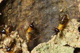 Слика од Nasutitermitinae