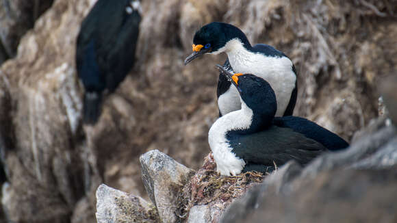 Image of Kerguelen Shag