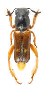 Image of Megalopodidae