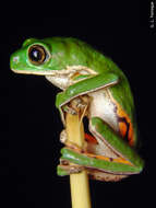 Image of Leaf Frogs