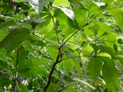 Image of Carnarvonia araliifolia F. Müll.