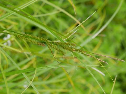 Image of Carex miyabei Franch.