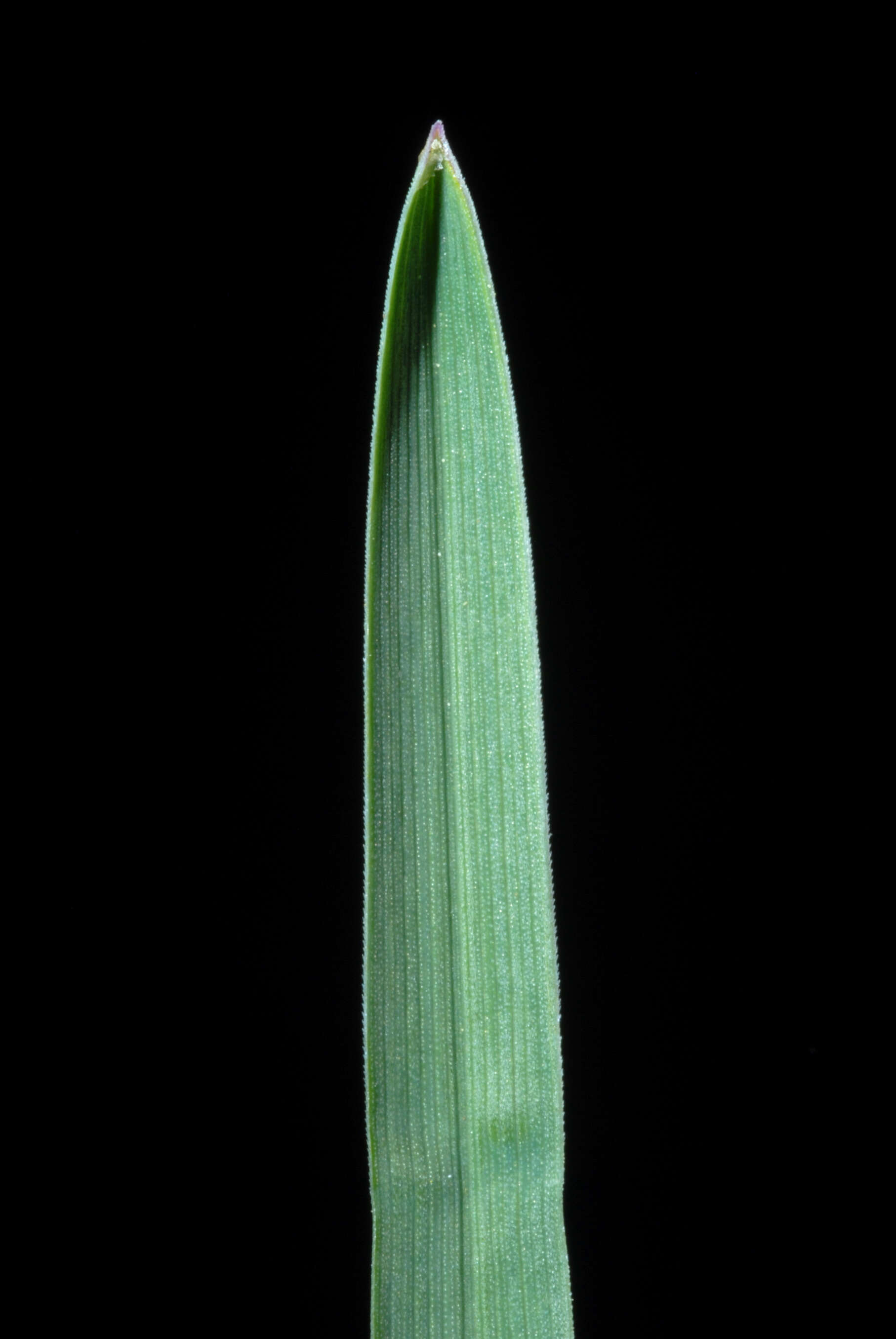 Слика од Poa pratensis L.