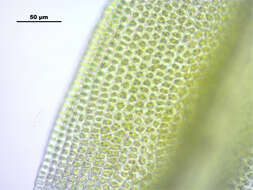 Image of zygodon moss