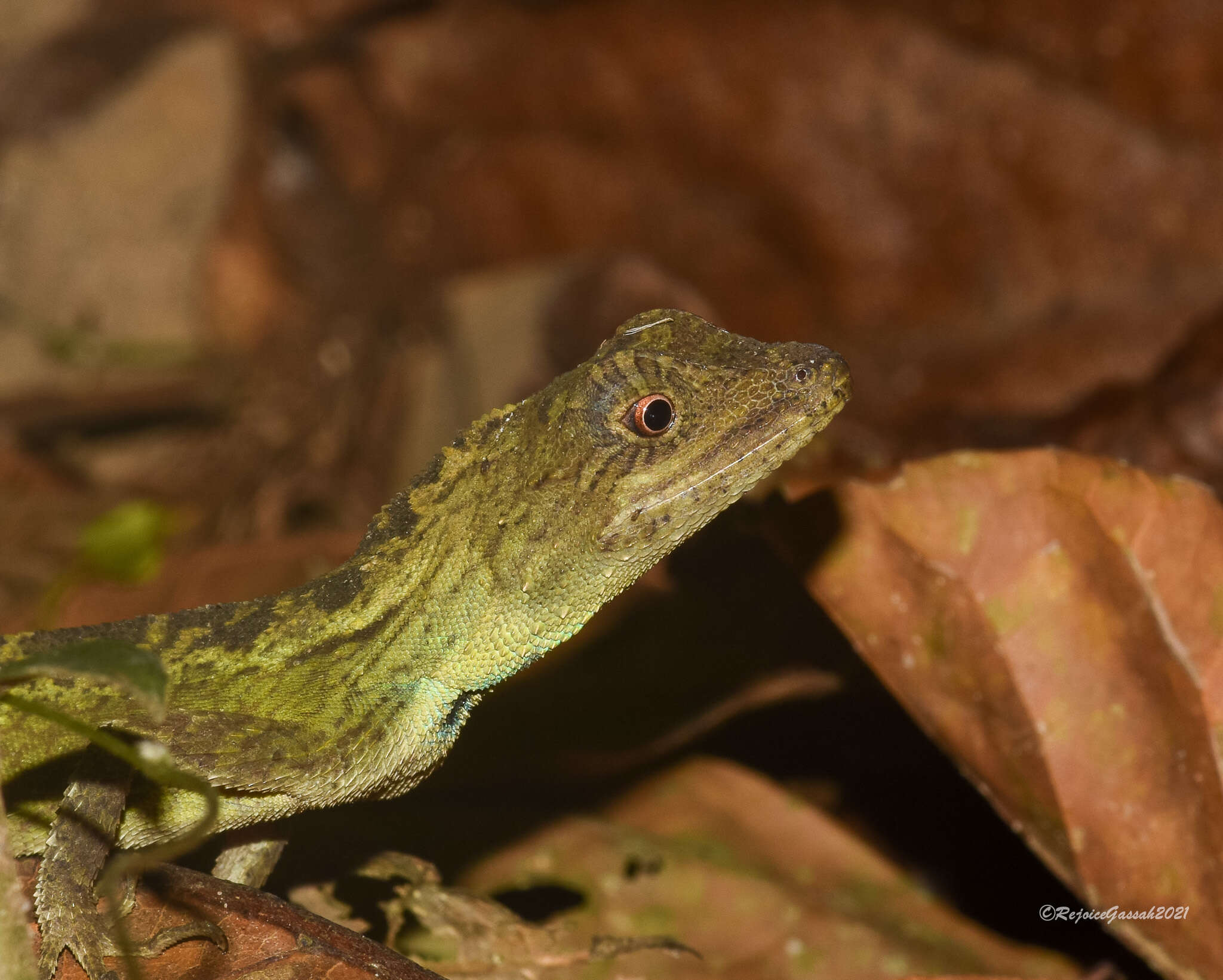 Image of Green Fan-throated lizard