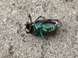 Image of figeater beetle