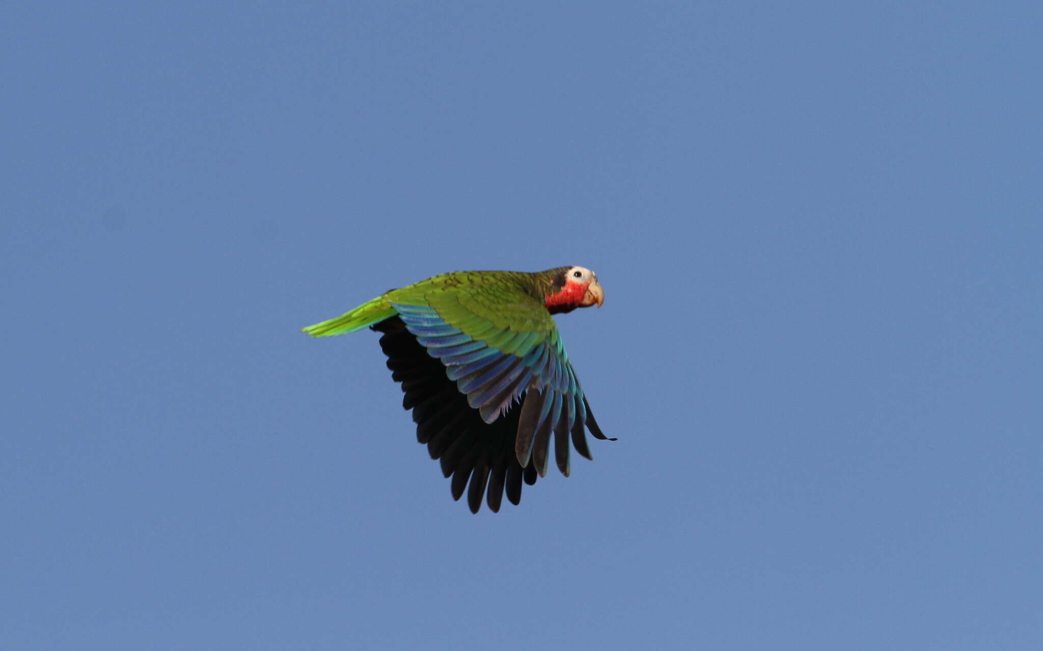 Image of Bahamas Parrot