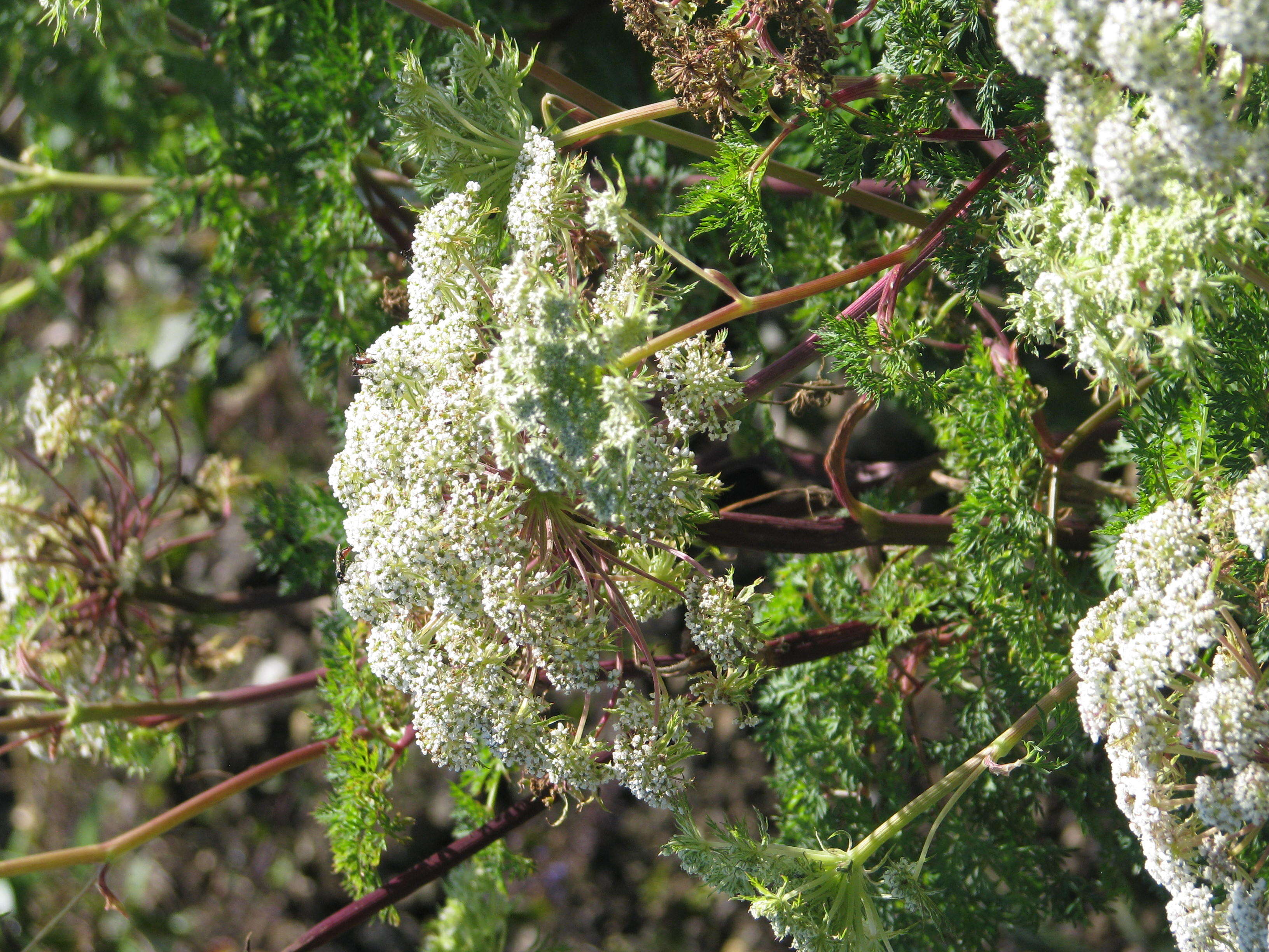 Imagem de Ligusticopsis