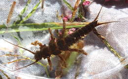 Image of American Salmonfly