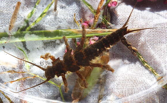 Image of American Salmonfly