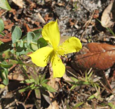 Image of fourpetal St. Johnswort