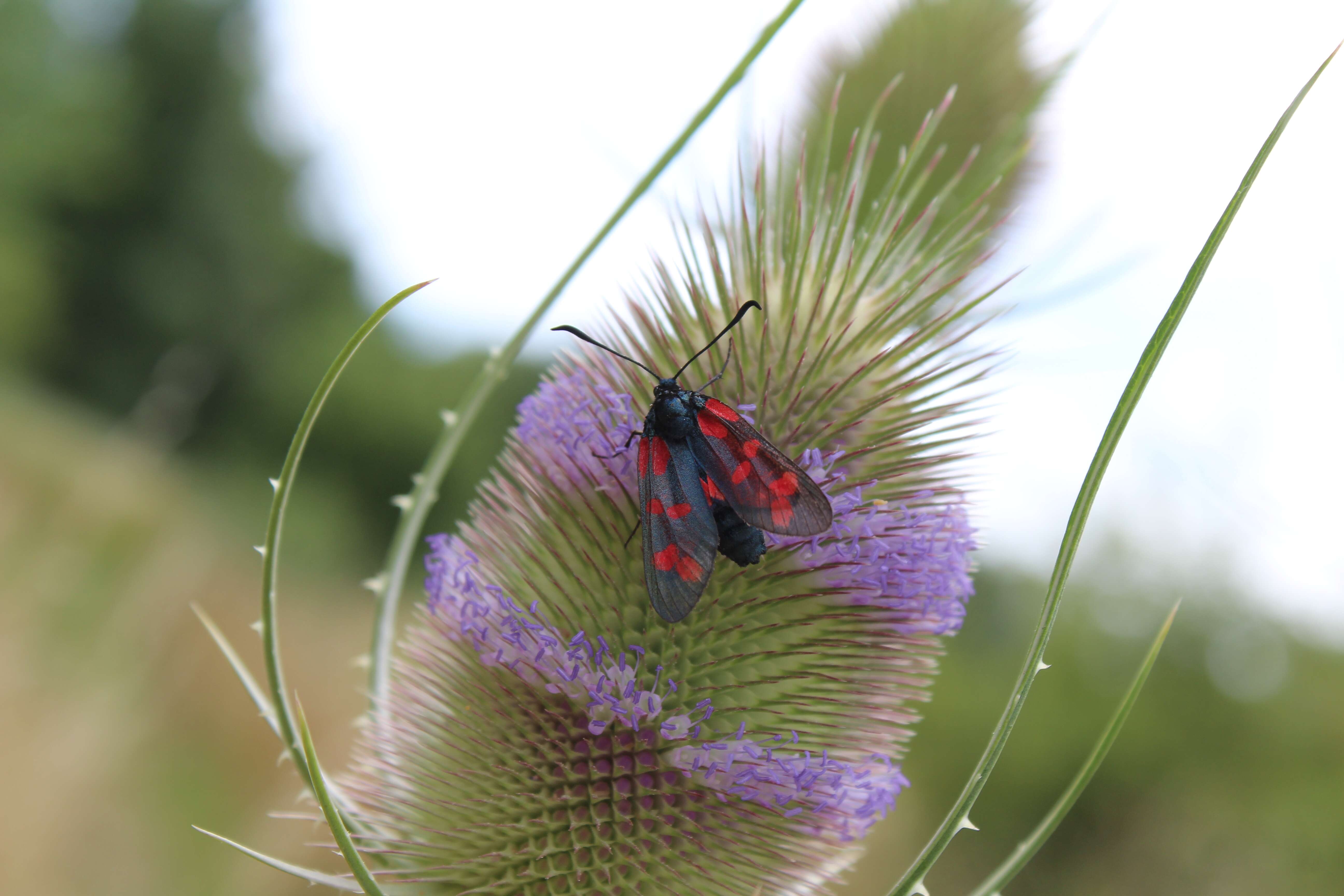 Image of six-spot burnet