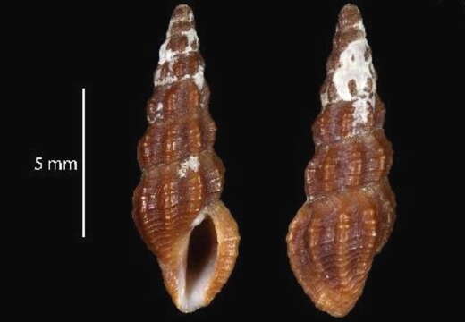 Image of Buchema shearmani Morassi & Bonfitto 2013