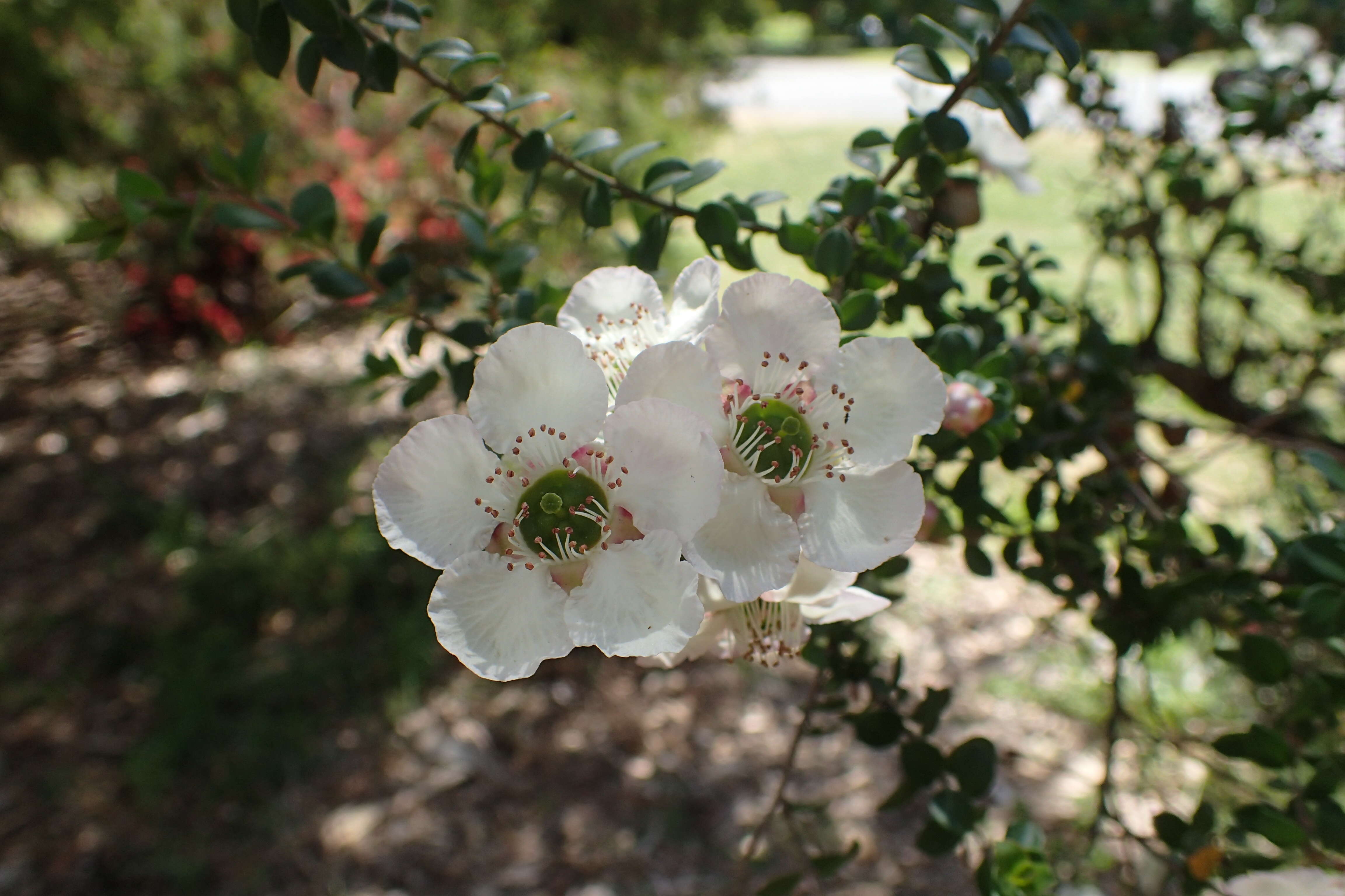 Sivun Leptospermum rotundifolium (Maiden & Betche) F. A. Rodway kuva