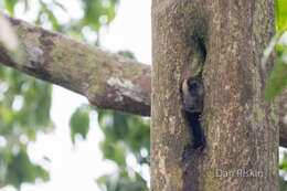 Image of yellow-crowned brush-tailed rat