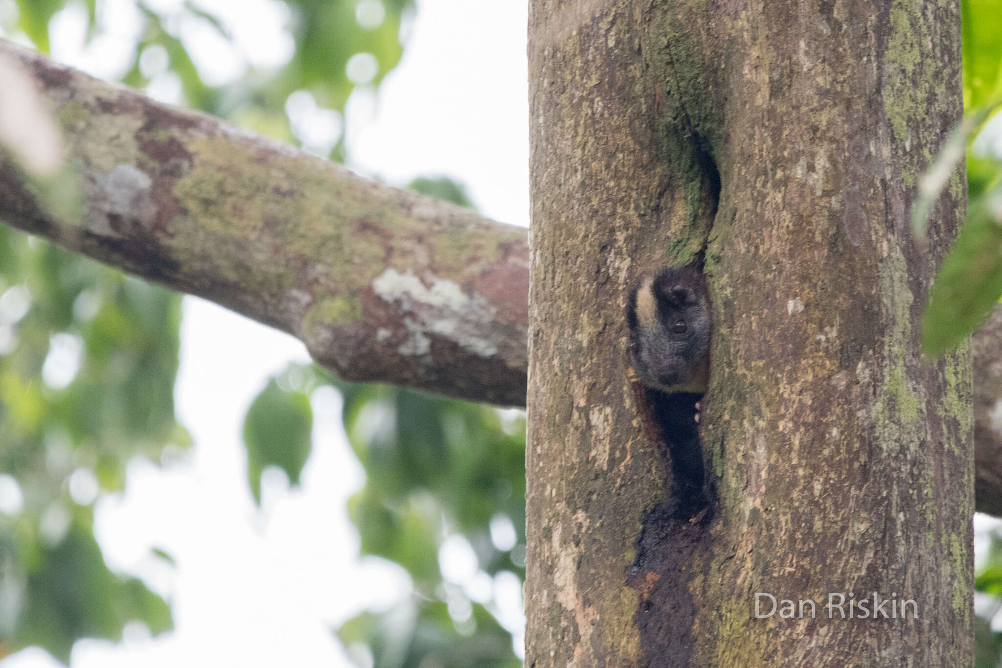 Image of yellow-crowned brush-tailed rat