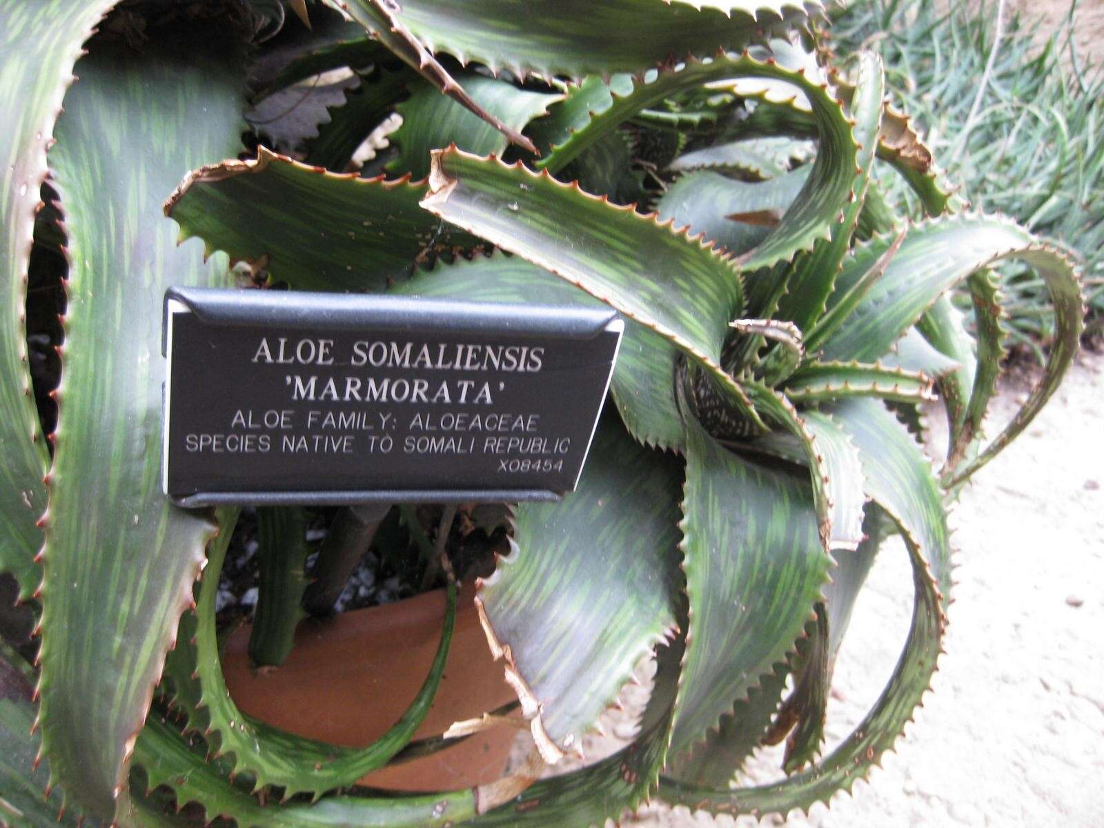 Aloe somaliensis C. H. Wright ex W. Watson resmi