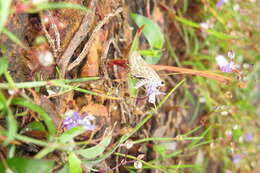 Image of Grey-veined Grass Dart