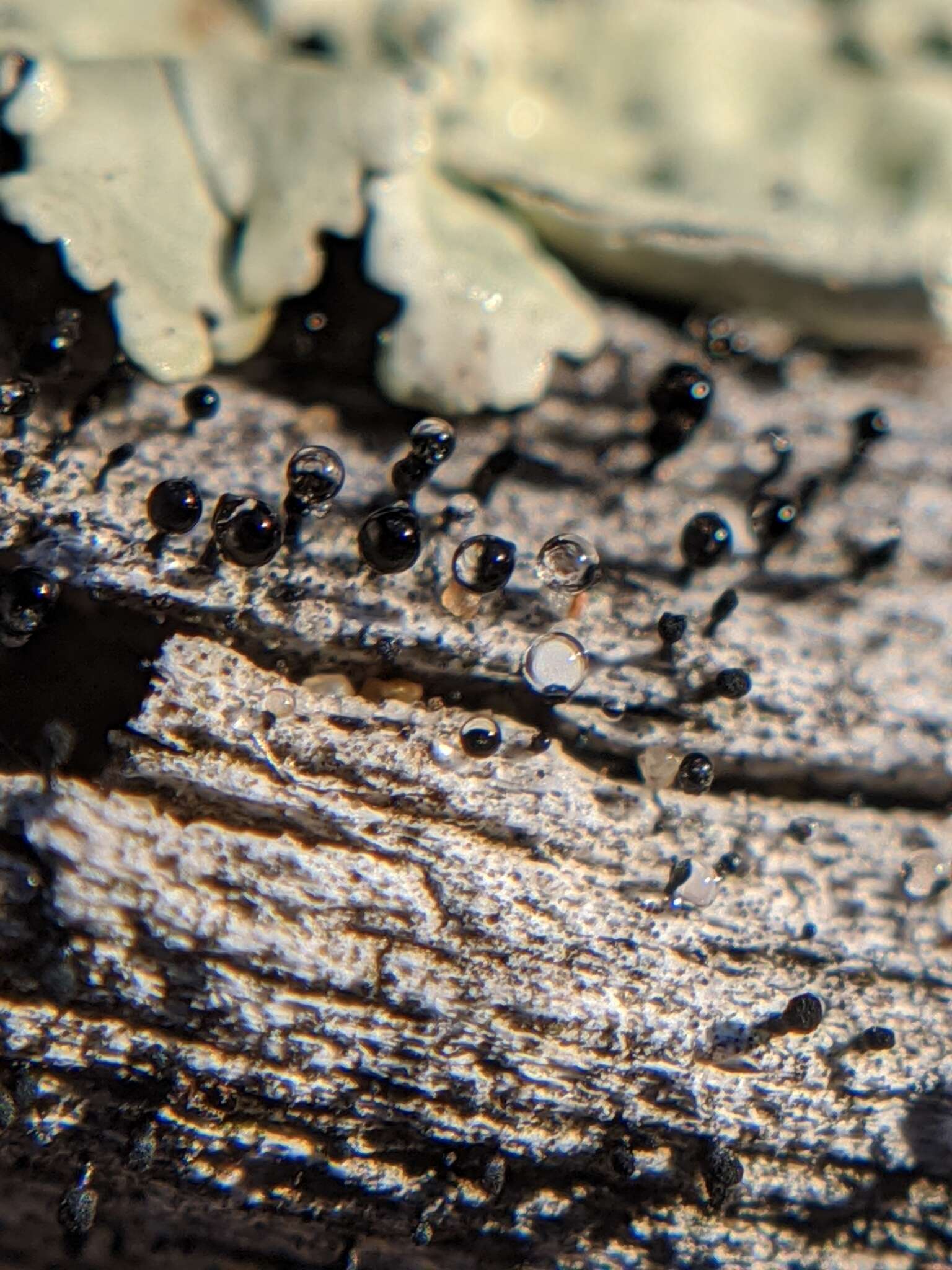 Image of Spike lichen;   Black stubble