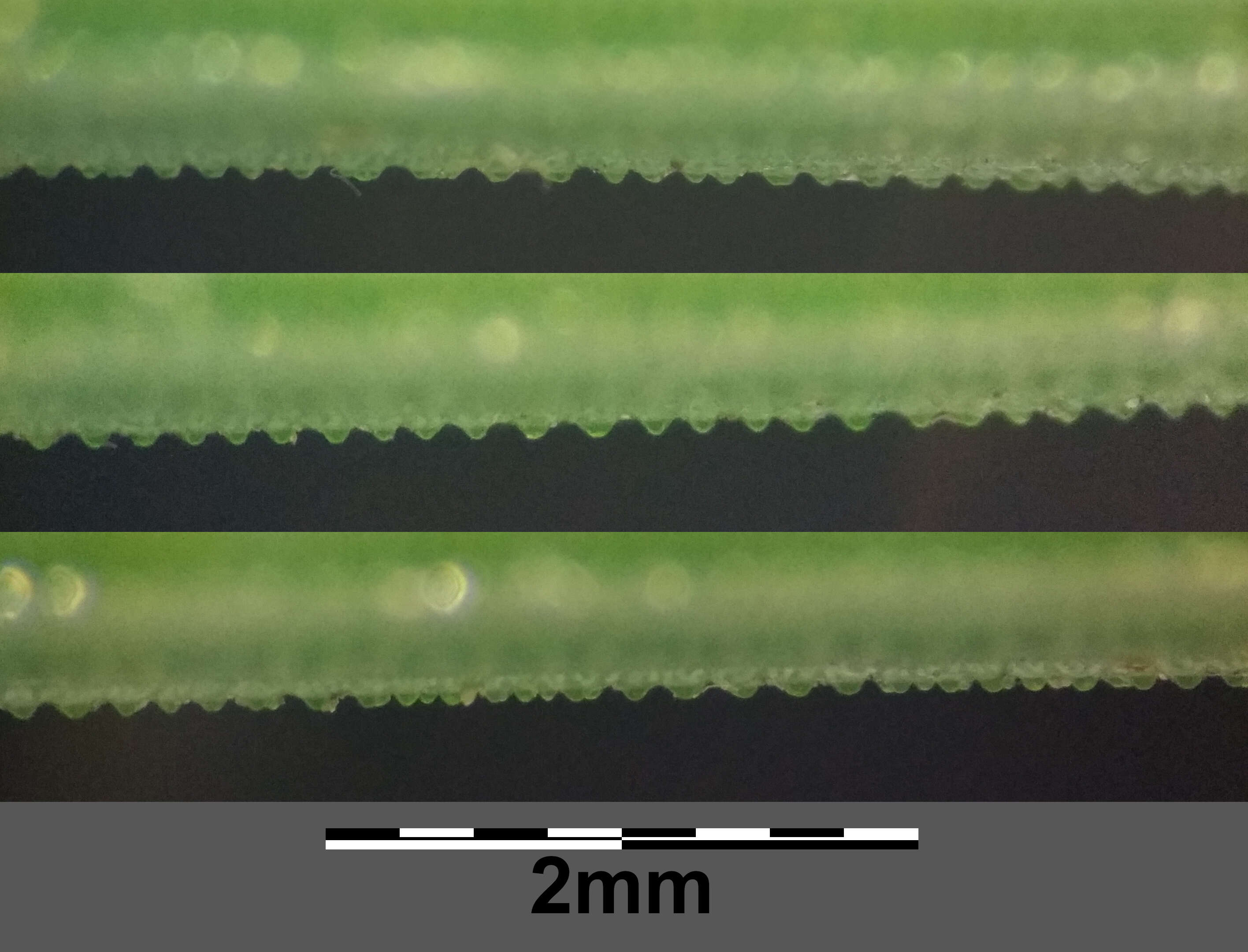 Image of Common Scouring-Rush