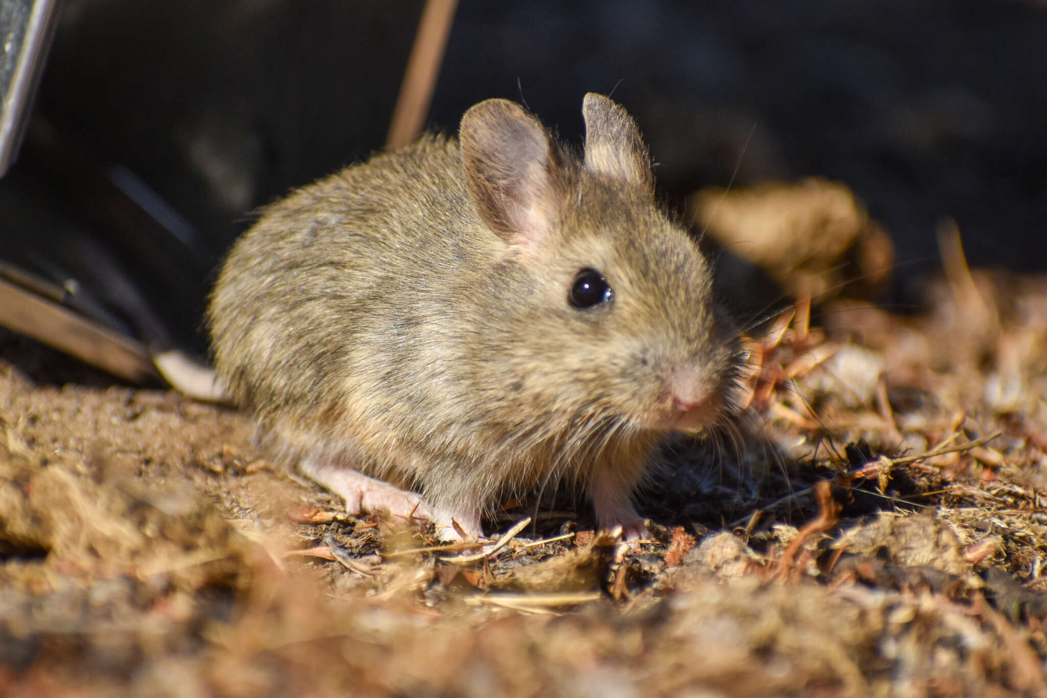 Image of Patagonian Chinchilla Mouse