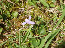 Image of common dog-violet