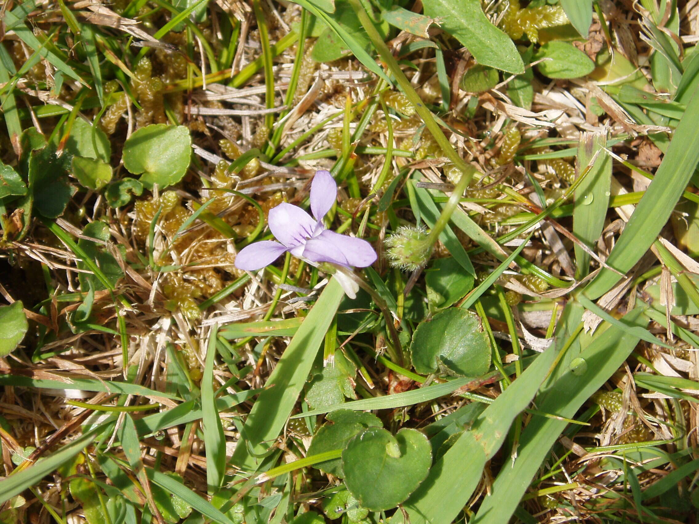 Image of common dog-violet