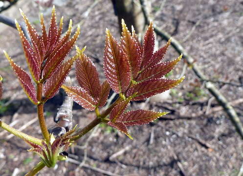 Imagem de Tapiscia sinensis Oliver