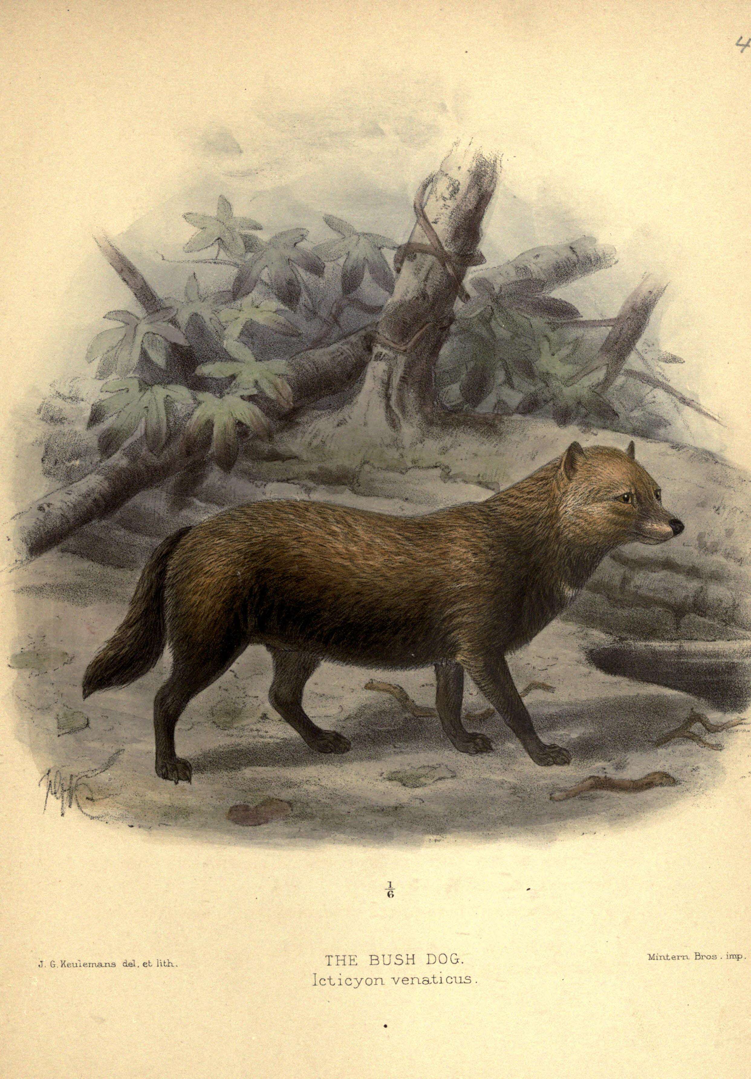 Image of bush dog