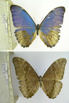 Plancia ëd Morpho aurora Westwood 1851