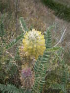 Imagem de Astragalus alopecurus Pall. ex DC.