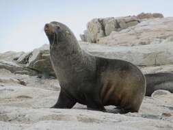 Image of Antarctic Fur Seal